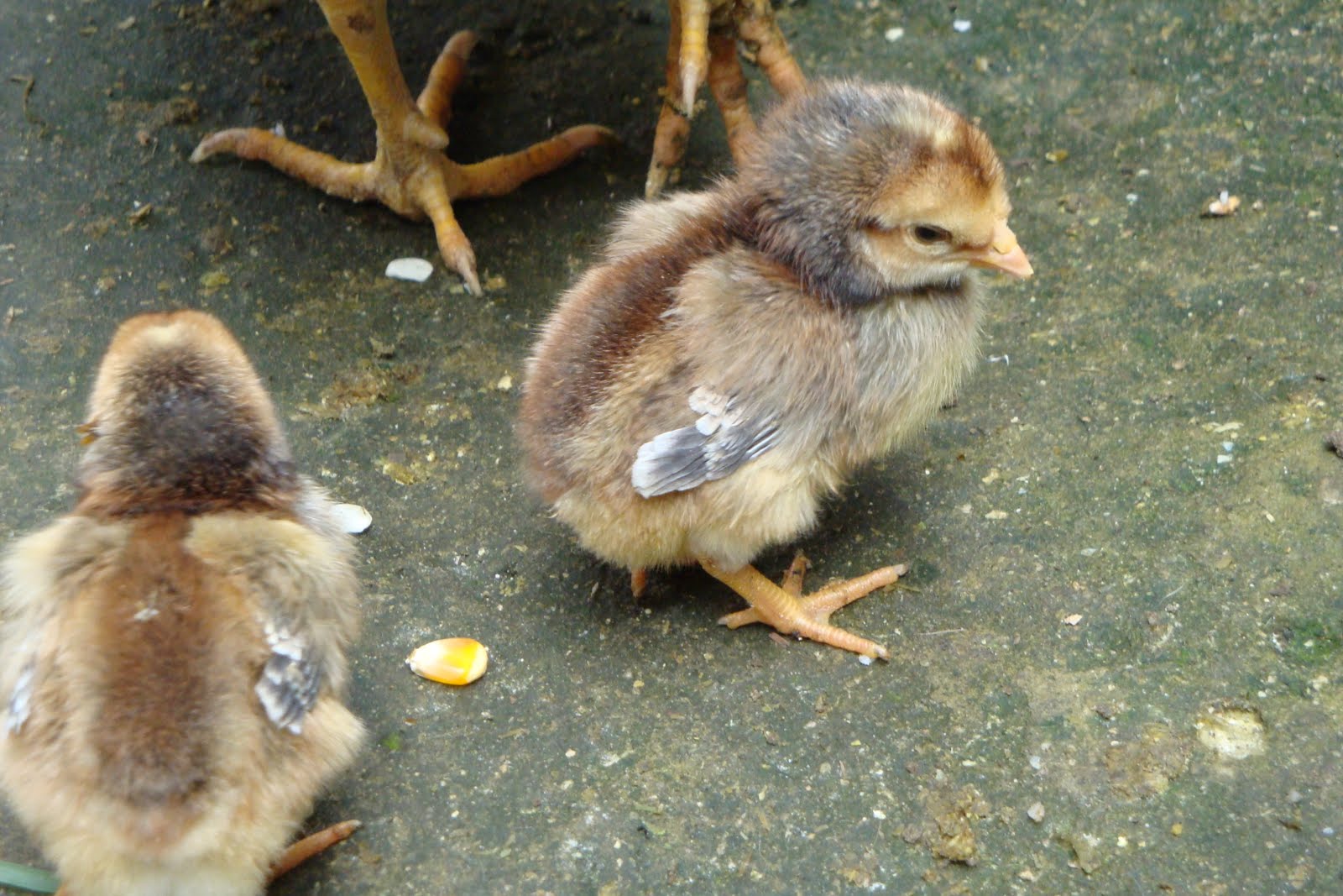 Pollitos de pelea recien nacidos con grado shamo brazilero