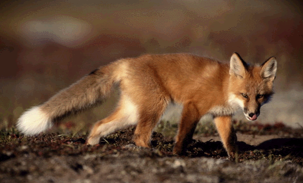 zorra.gif