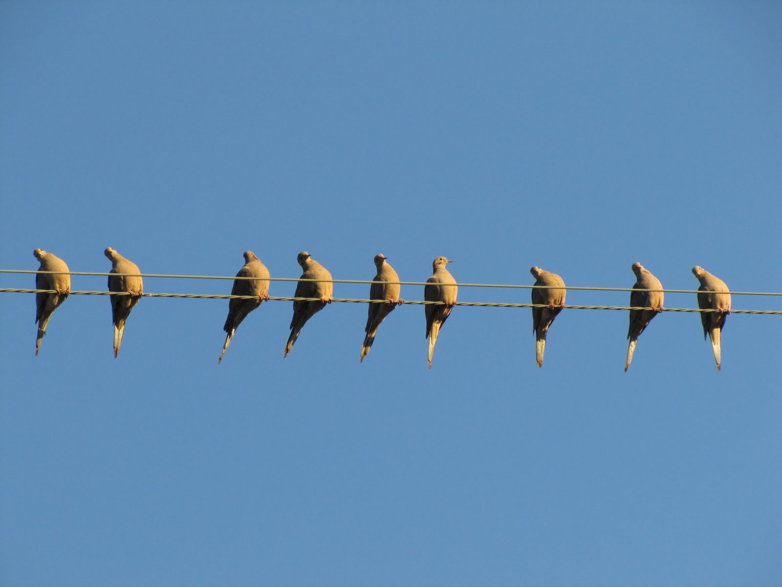 My Backyard Birds on the wire