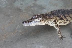 [Moholoholo Animal Rehab baby crocodile close-up.JPG]