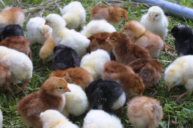 Saving Homestead Raising Day Old Chicks