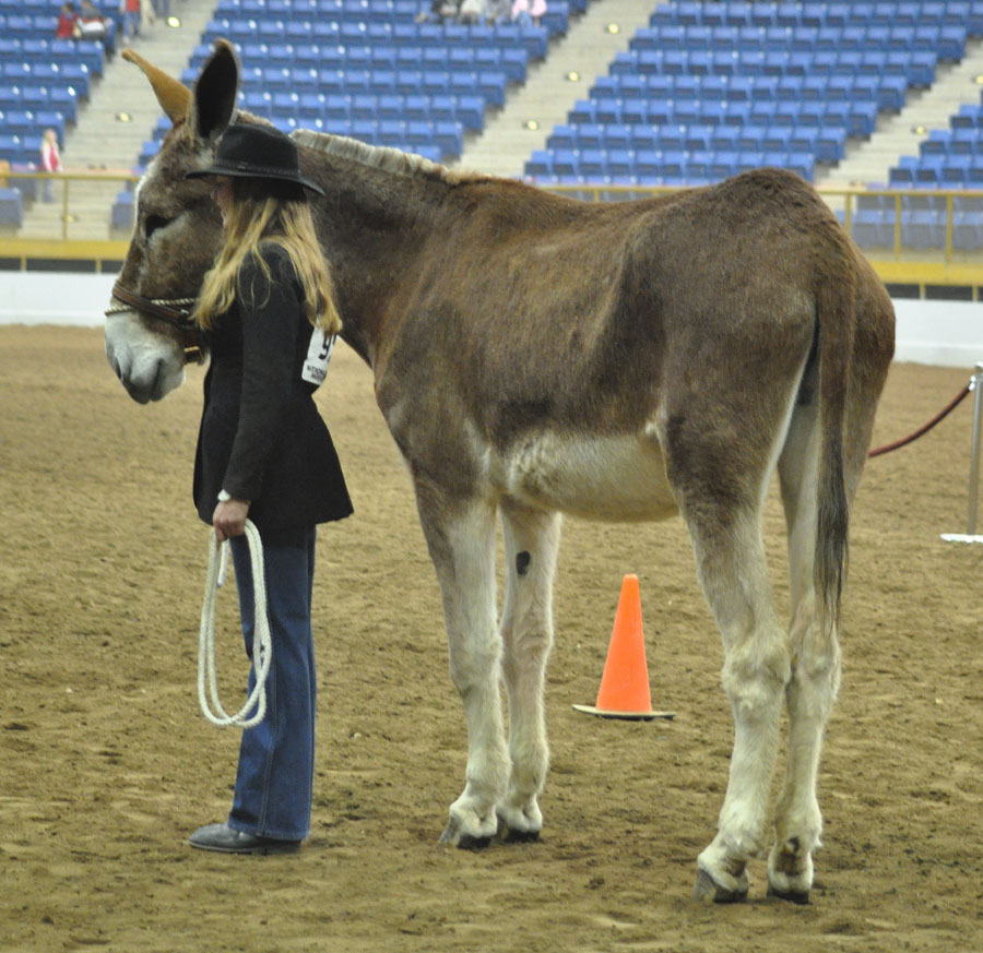 Braymere Custom Saddlery: Donkey showmanship postscript