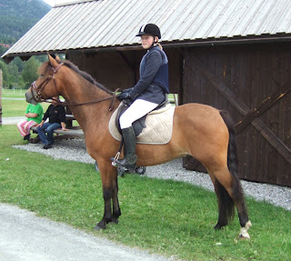 New Forest Norge: Flere Seljord-ponnier