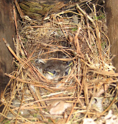 bird away birds surfie says nests nest