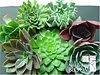 [th_mixed_succulents_large.jpg]