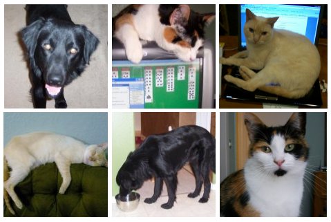 [my+precious+fur+babies.jpg]