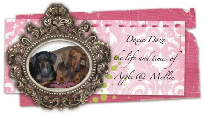 Doxie Daze