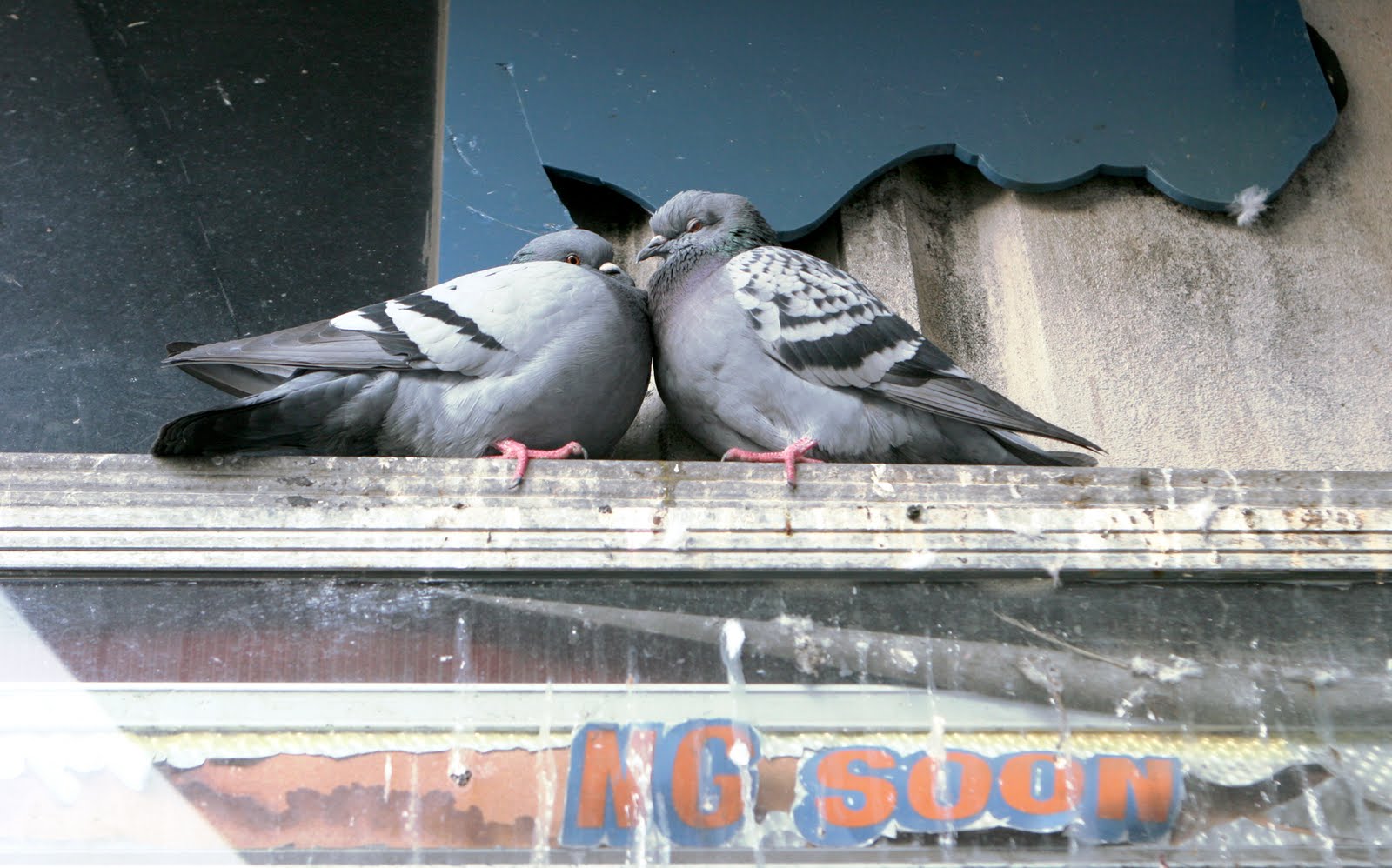 [Pigeons.jpg]