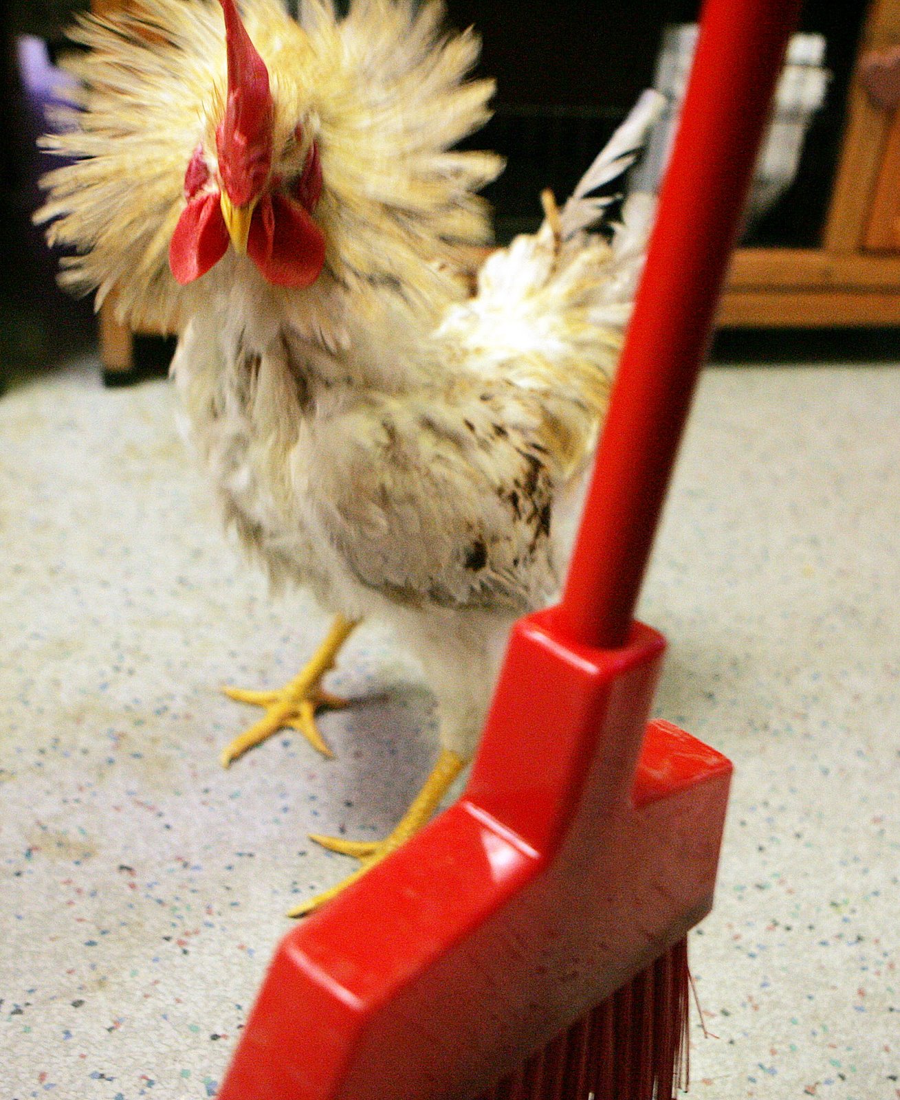 [Rooster+vs.+broom.jpg]