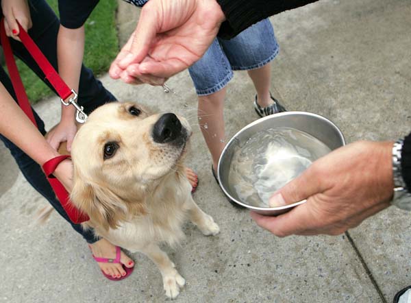 [WT+pet+blessing+-+Santucci.jpg]