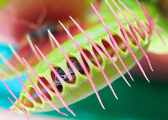 Dockerz: As belas e esfomeadas plantas carnívoras
