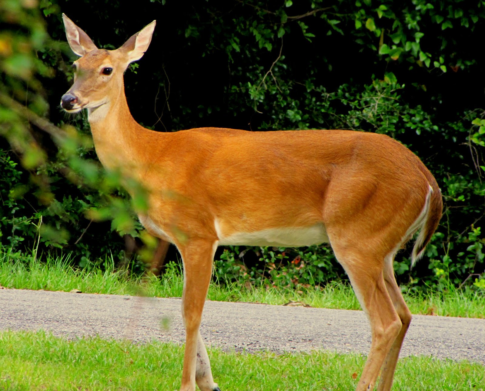 PhotoArt * Creative Digital Imaging by: brendasue: Photostudy In The ...