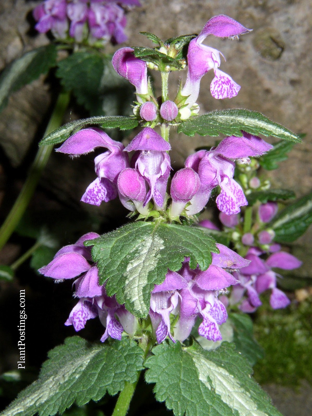 PlantPostings Plant of the month Lamium