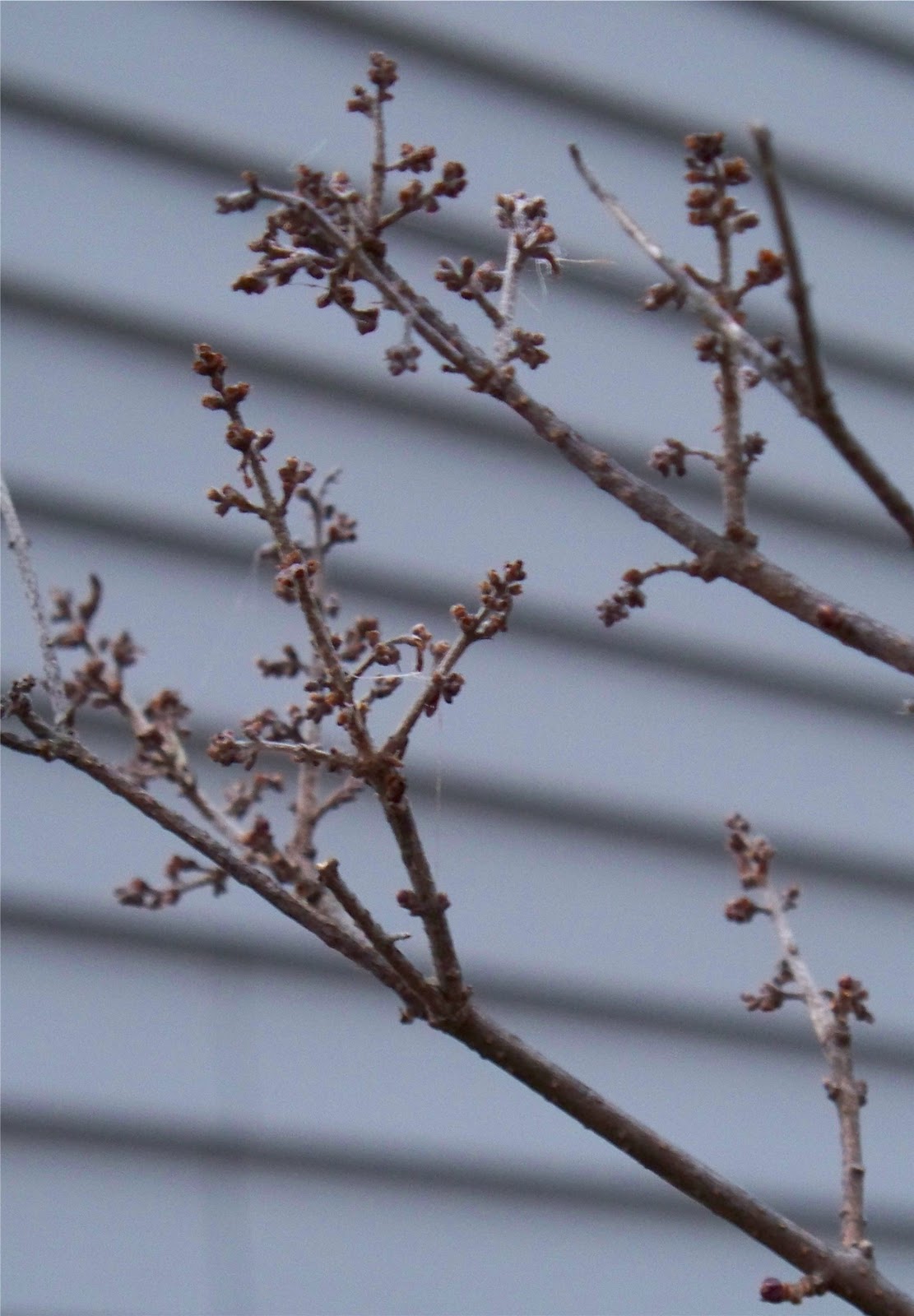 PlantPostings The Science Of Dormancy