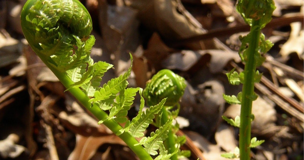 PlantPostings: Plant of the month: Fiddlehead Fern