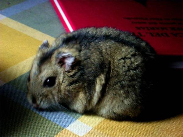 [hamster-main_Full.jpg]
