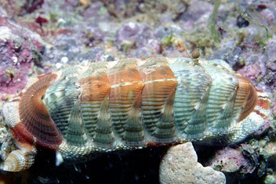 La belleza de los quitones