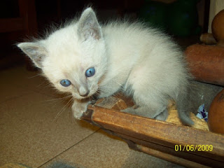 Top Ten Floo Y Wong Artist Imagenes De Gatos Siameses Bebes