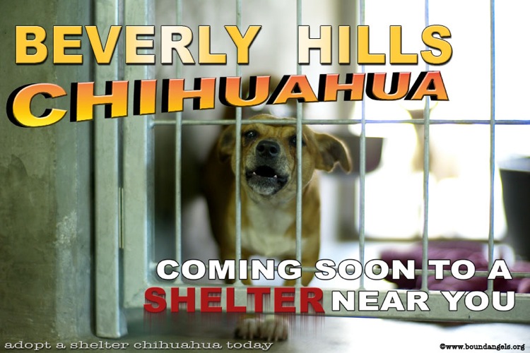 [beverlyhillschihuahua.jpg]