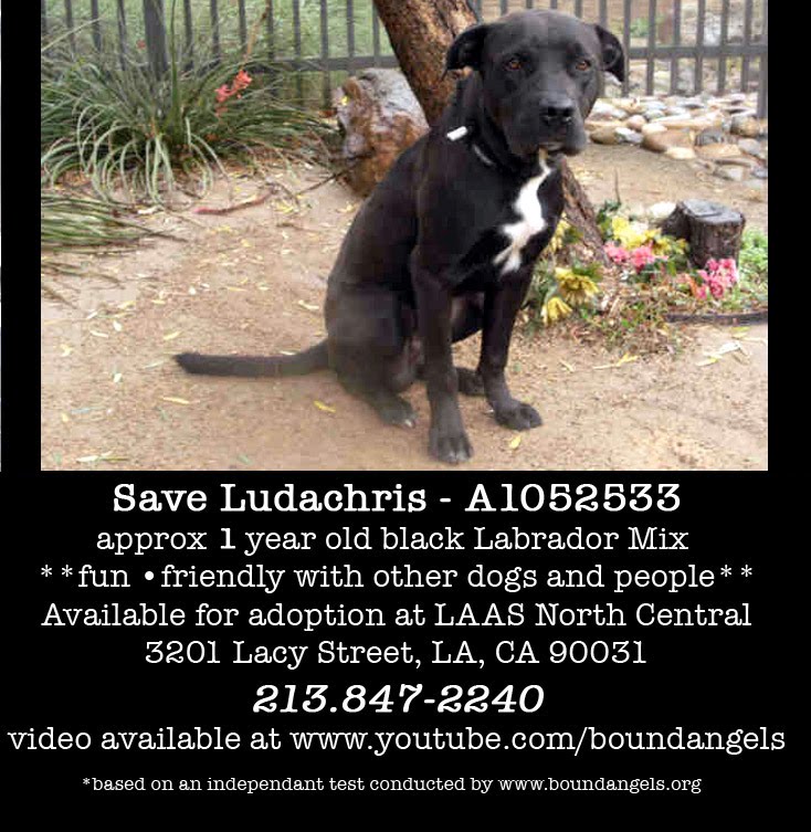 [ludachrisadoptioninfo-2.jpg]