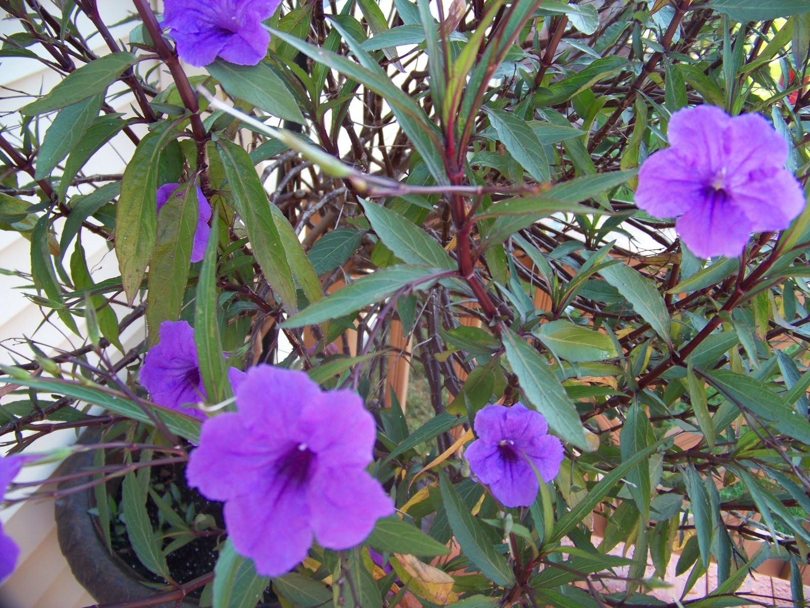 small purple tree tattoo small purple tree tattoo