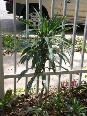 Parque Teque Teque: Arbustos