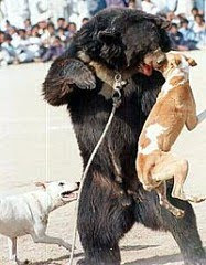 Bear baiting