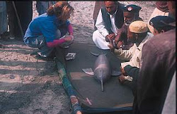 Ganges river dolphin poaching