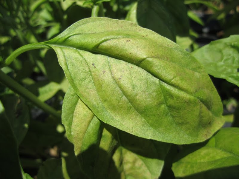 WNC Vegetable and Small Fruits News Basil Downy Mildew