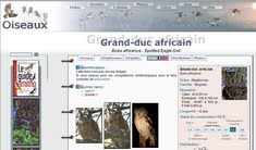 http://www.oiseaux.net/oiseaux/grand-duc.africain.html