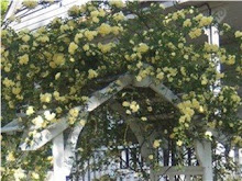 Yellow Rose Arbor