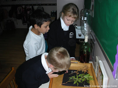 NAMC montessori parent teacher communication education children dissect leaves