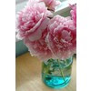 peonies