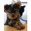 adorable "tea cup" terrier