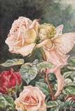 rose fairy