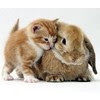 SNUGGLE BUNNIES >^. .^<