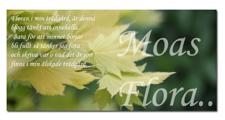Moas Flora