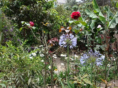 LUNA VERDE: FLORES AZULES, MORADAS Y LILAS...