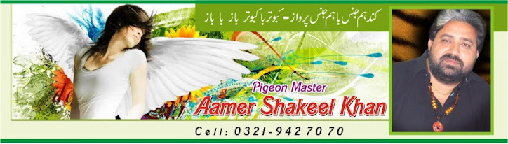 aamer Shakeel Pigeon master
