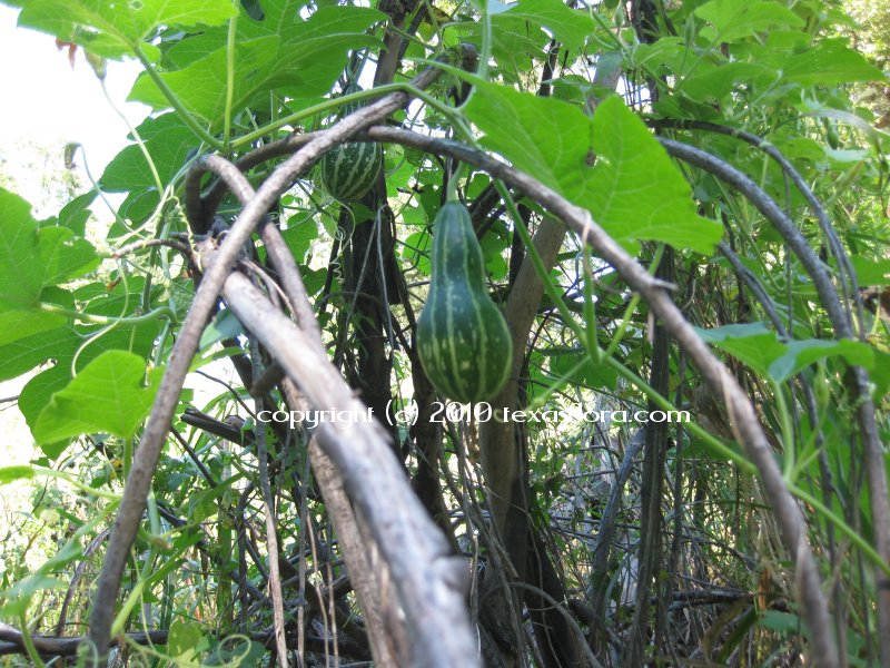 Texas Flora Wild Gourd