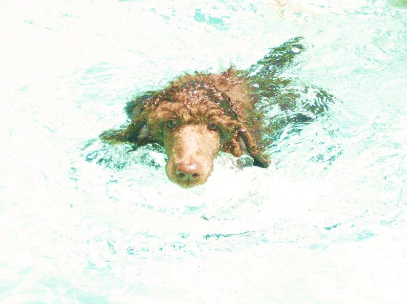 [Duncan_standard-poodle-goes-for-swim-palm-springs.jpg]
