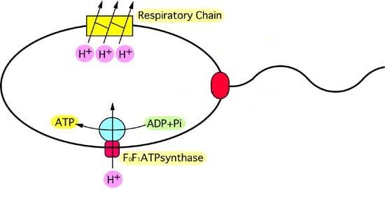 Life of a Lab Rat: October 2010