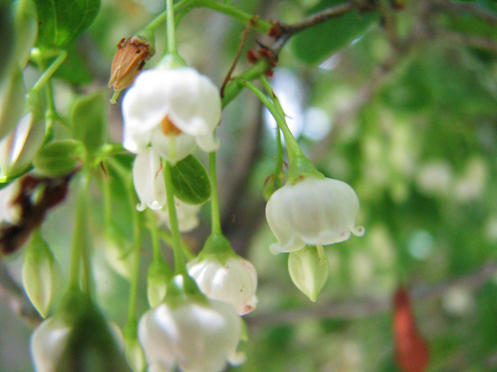 2 flowers zone 9 flowers zone 9 anaknulp