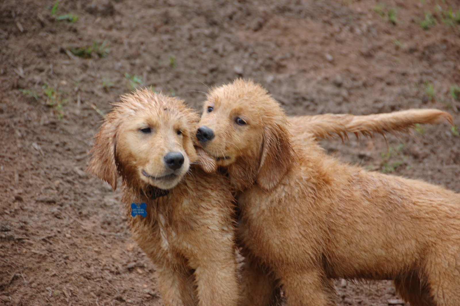 grass-stains-a-family-two-dogs-facebook-a-community-a