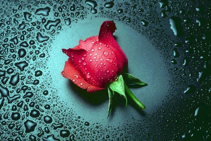 [REDROSE.BMP]