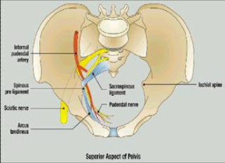 sacrospinous ligament suspension fixation pelvic uterine urogynecology reconstructive surgery clker connects rating