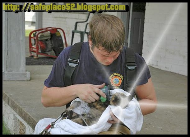 [gato+em+incêndio.jpg]