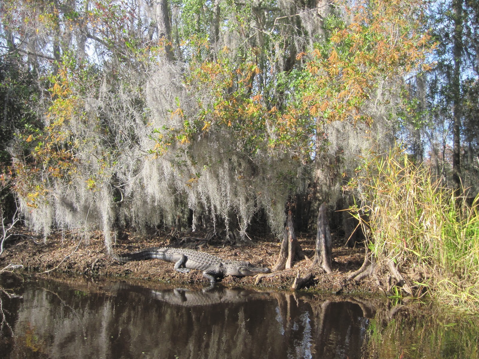 The Schramm Journey: Okefenokee Swamp, Georgia