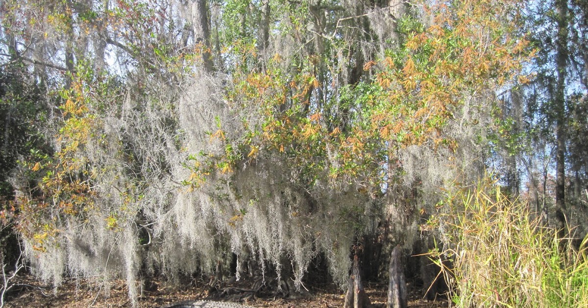 The Schramm Journey: Okefenokee Swamp, Georgia