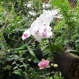 Claster Orchids